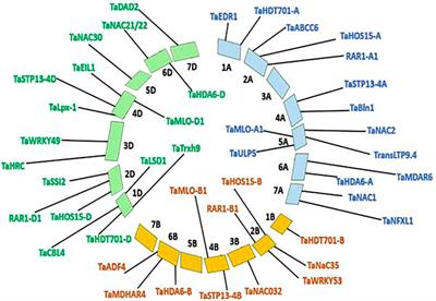 Potential Targets for CRISPR/Cas Knockdowns to Enhance Genetic Resistance Against Some Diseases in Wheat (Triticum aestivum L.)